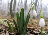 Galanthus plicatus. Цветущие растения. Крым, Белогорский р-н, хр. Кубалач. 20 марта 2011 г.