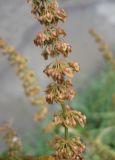 Rumex sylvestris