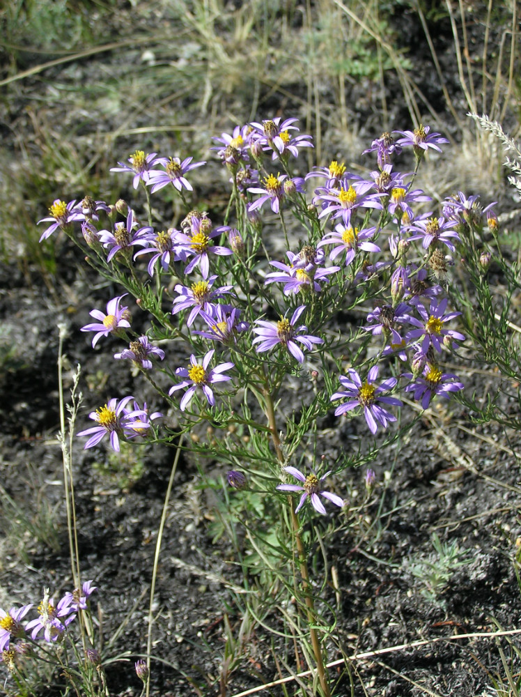 Image of Galatella angustissima specimen.