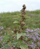 Althaea officinalis. Верхушка плодоносящего растения. Ростовская обл., Азовский р-н, побережье Таганрогского залива, устье р. Кагальник, окр. с. Займо-обрыв. 31.08.2011.