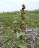 Althaea officinalis