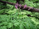 Corydalis multiflora. Верхушка цветущего растения. Хабаровский кр., р. Гур (р-н пещеры Кодзяму), хвойно-широколиственный лес. 13.06.2008.