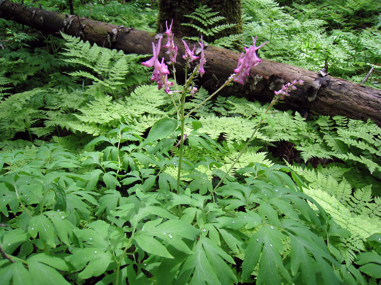 Image of Corydalis multiflora specimen.