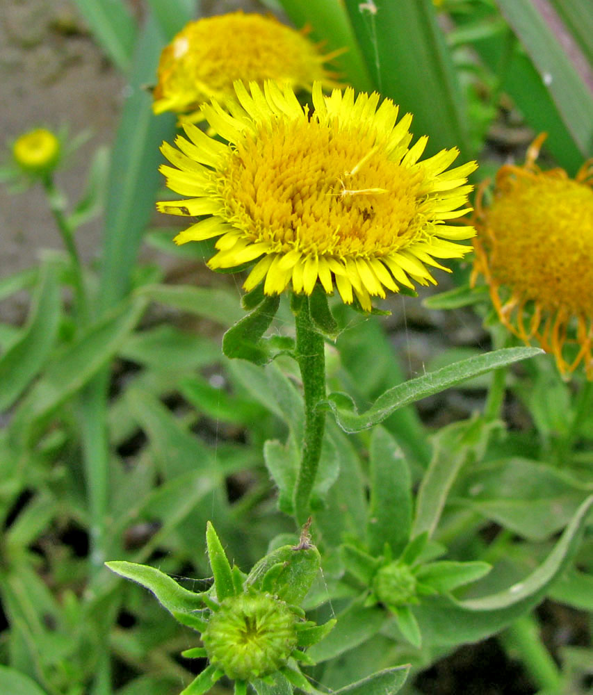 Изображение особи Inula britannica.