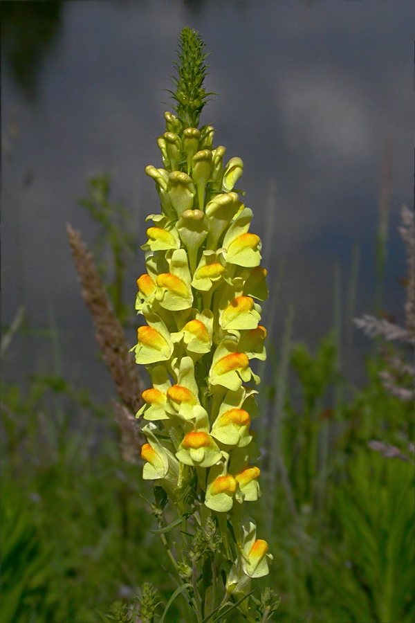 Изображение особи Linaria vulgaris.