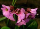 Bergenia разновидность sajanensis