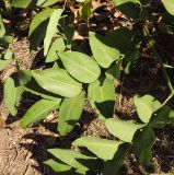 Cassia fistula
