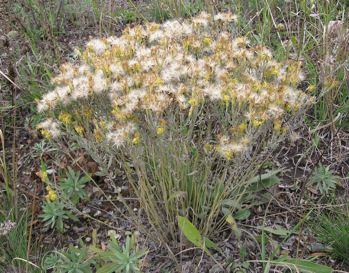Image of Galatella villosa specimen.