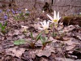 Erythronium caucasicum