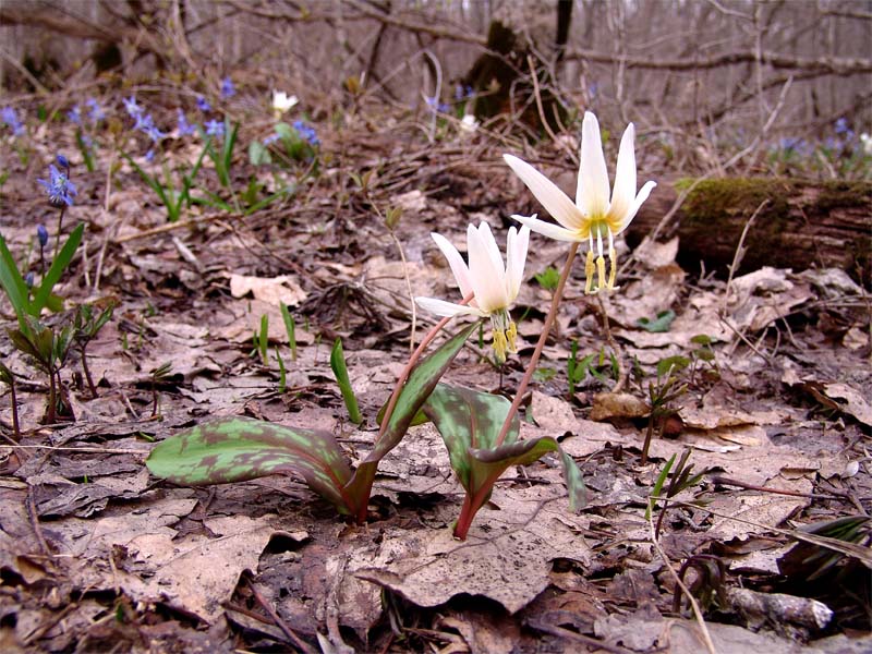 Image of Erythronium caucasicum specimen.