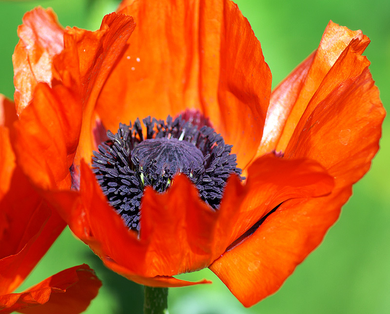 Изображение особи Papaver setiferum.