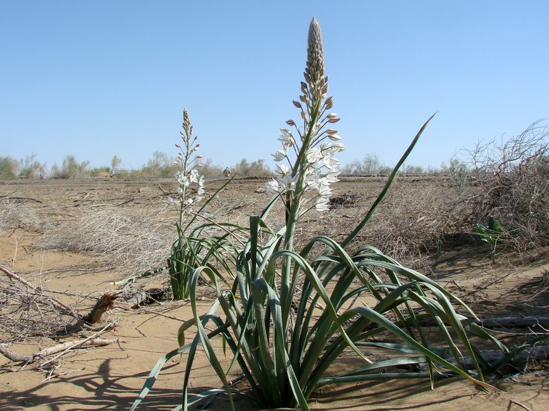 Изображение особи Eremurus ammophilus.