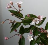 Deutzia × rosea. Цветущая ветвь. Германия, г. Кемпен, в парке. 02.05.2012.