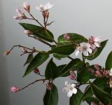 Deutzia × rosea