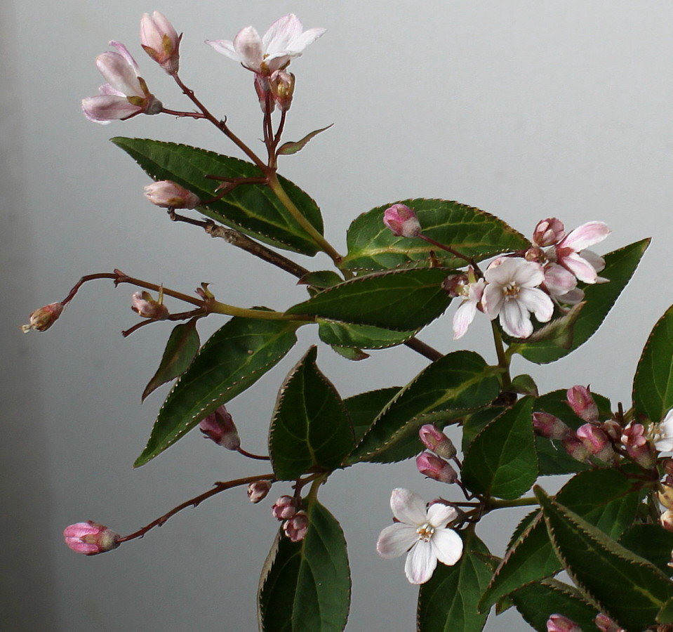 Image of Deutzia &times; rosea specimen.