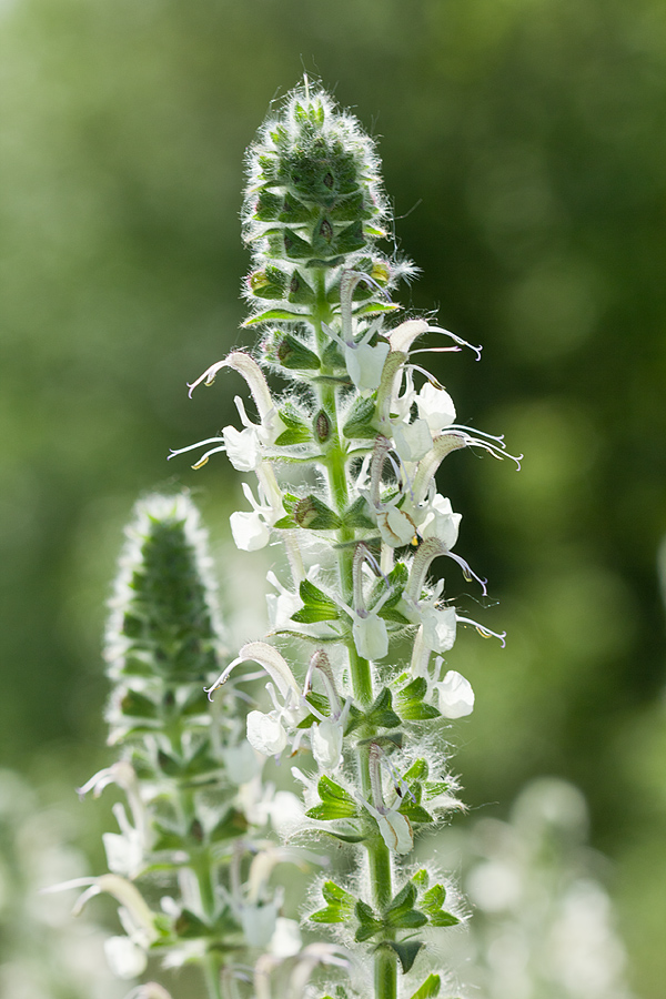 Изображение особи Salvia revelata.