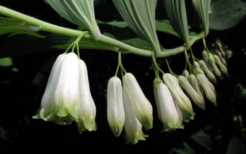 Image of Polygonatum × hybridum specimen.