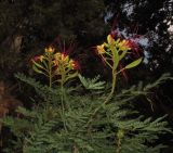 Caesalpinia gilliesii