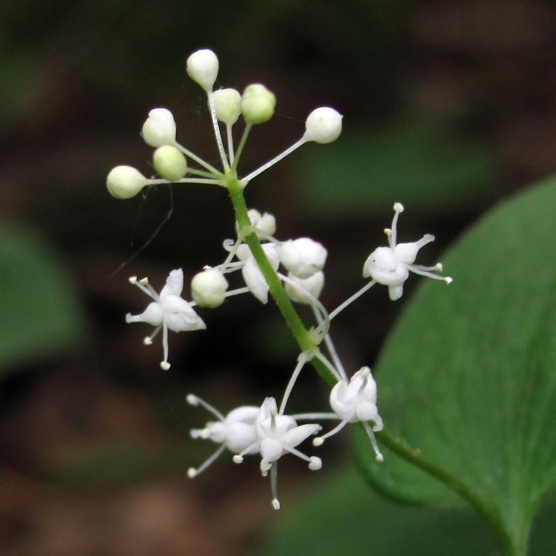 Image of Maianthemum bifolium specimen.