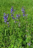 Salvia pratensis. Цветущие растения. Крым, Долгоруковская яйла. 11 июня 2012 г.