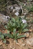 Valeriana chionophila. Цветущие растения. Южный Казахстан, горы Каракус. 09.04.2012.