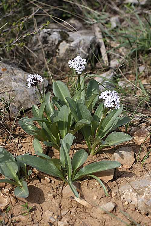 Изображение особи Valeriana chionophila.