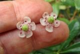 Chimaphila umbellata