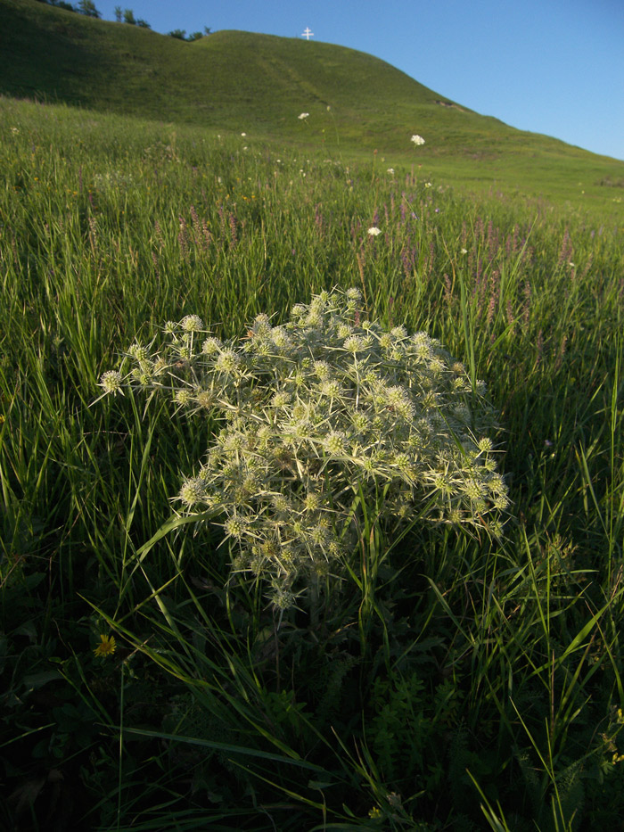 Image of Eryngium campestre specimen.