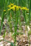 Senecio vernalis