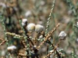 Salsola cyclophylla. Веточки с галлами и плодами. Израиль, котловина Мёртвого моря. 24.05.2011.