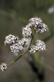 Lepidium latifolium