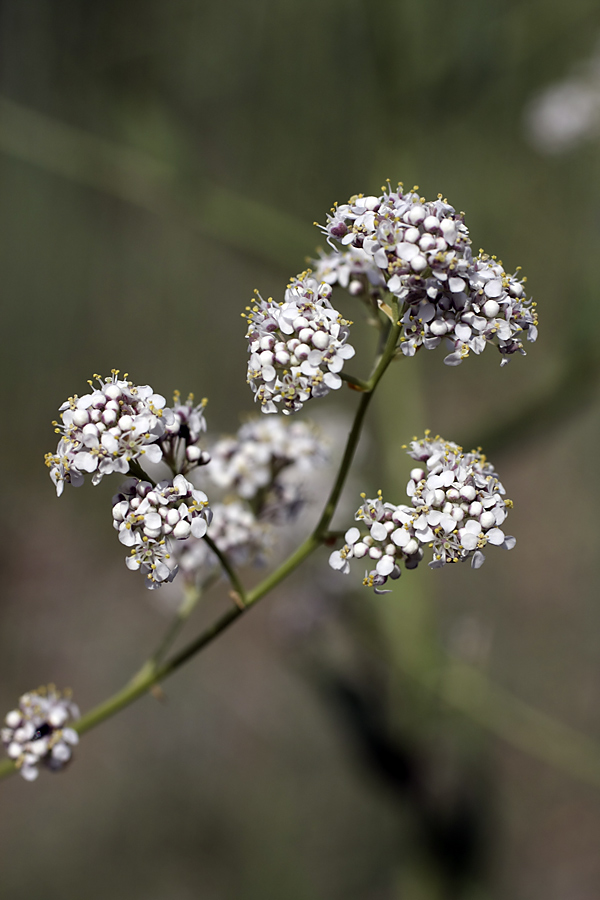 Изображение особи Lepidium latifolium.