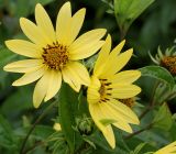 Helianthus microcephalus