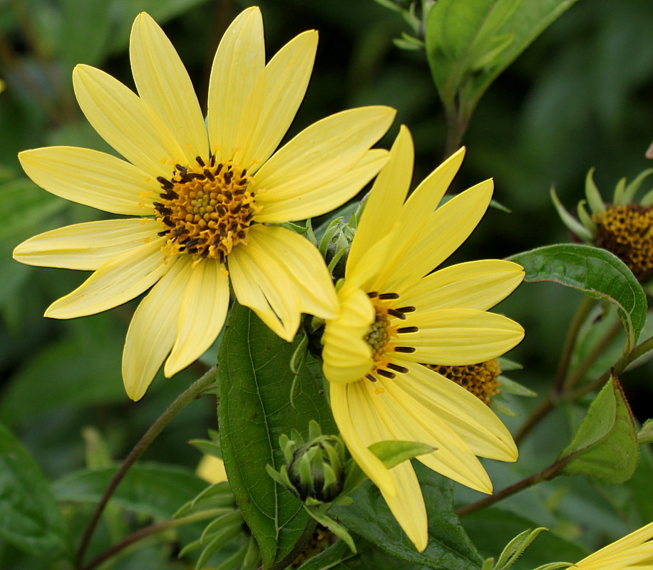 Изображение особи Helianthus microcephalus.