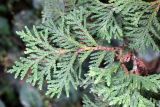 Thuja occidentalis