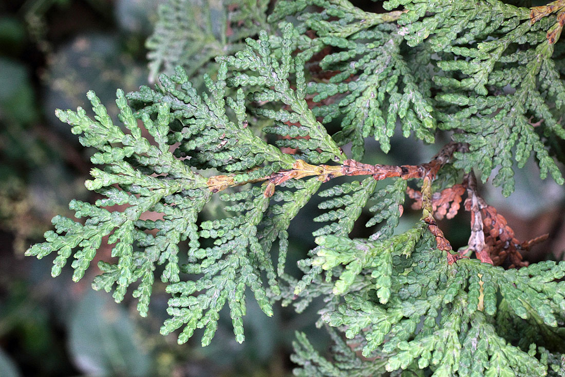 Image of Thuja occidentalis specimen.