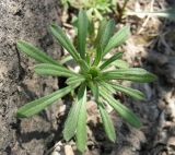 Galium aparine. Верхушка молодого побега. Курская обл., г. Железногорск, у поста ГБДД. 27 апреля 2009 г.