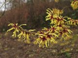 Hamamelis mollis
