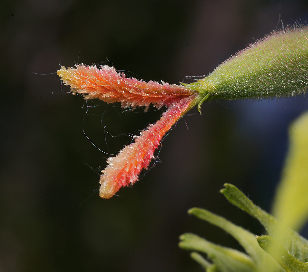 Image of Juglans mandshurica specimen.