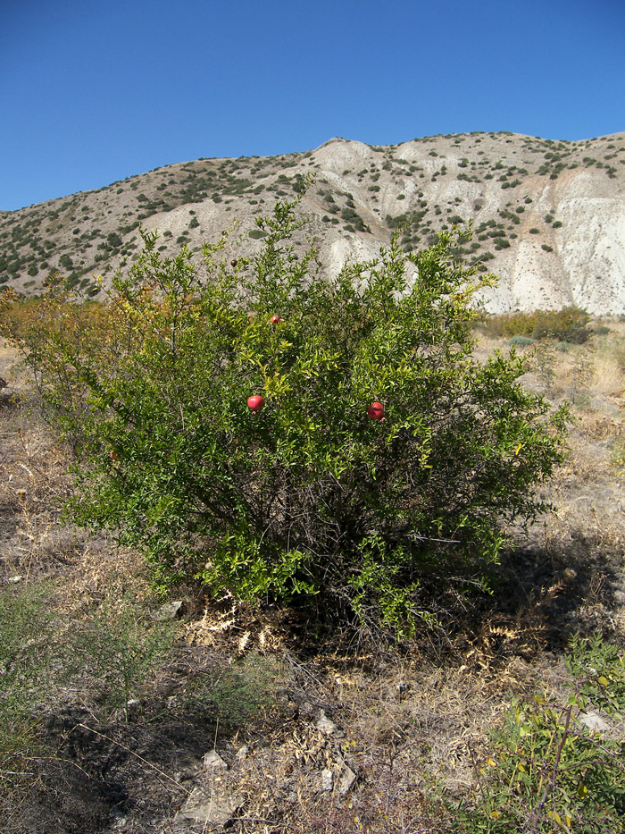 Изображение особи Punica granatum.