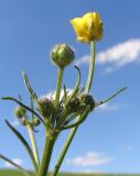 Ranunculus polyanthemos. Верхушка цветущего растения. Тульская обл., Плавский р-н, окр. пос. Молочные Дворы. 01.06.2009.