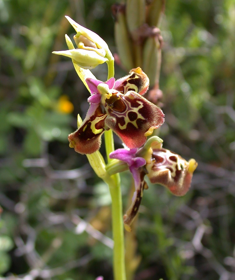 Изображение особи Ophrys fuciflora.