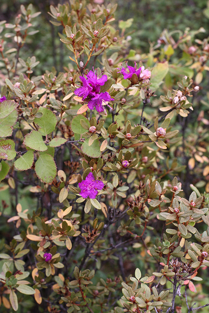 Image of Rhododendron dauricum specimen.