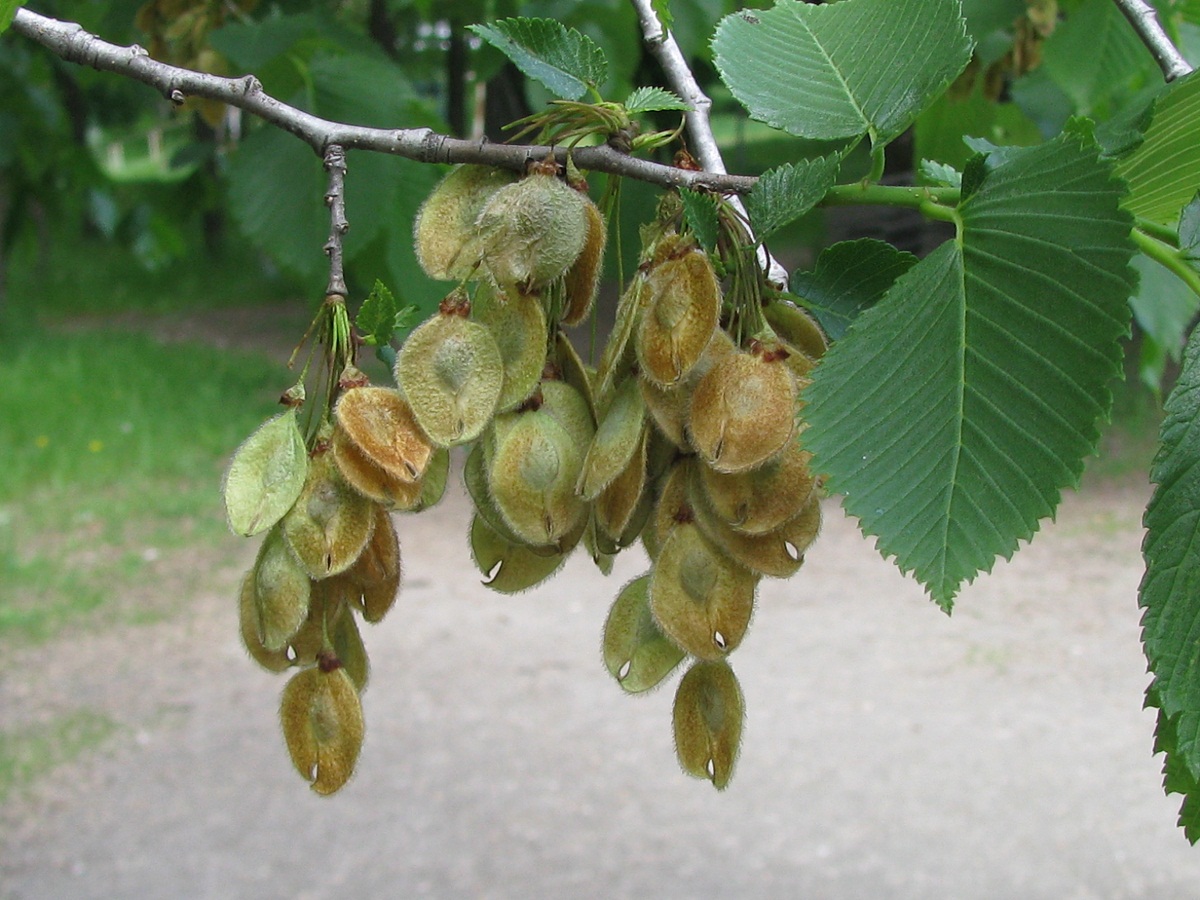 Image of Ulmus laevis specimen.