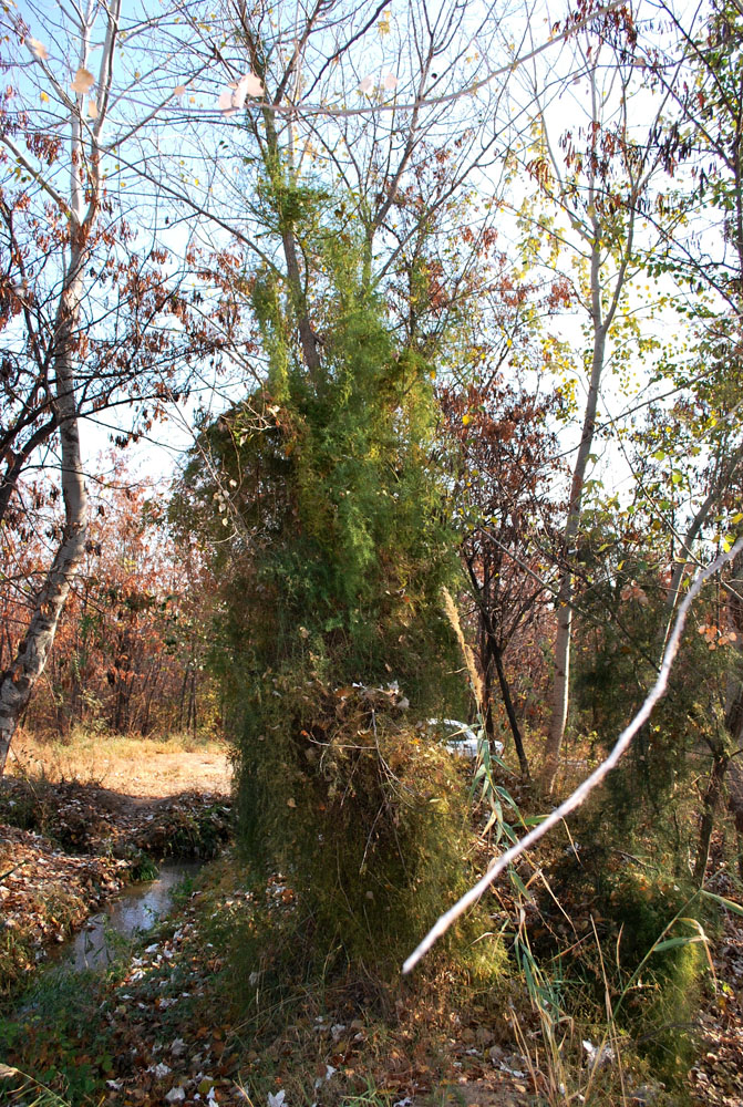 Image of Asparagus persicus specimen.