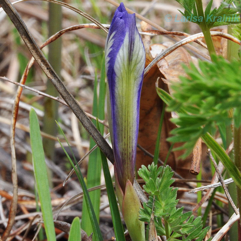 Image of Iris uniflora specimen.