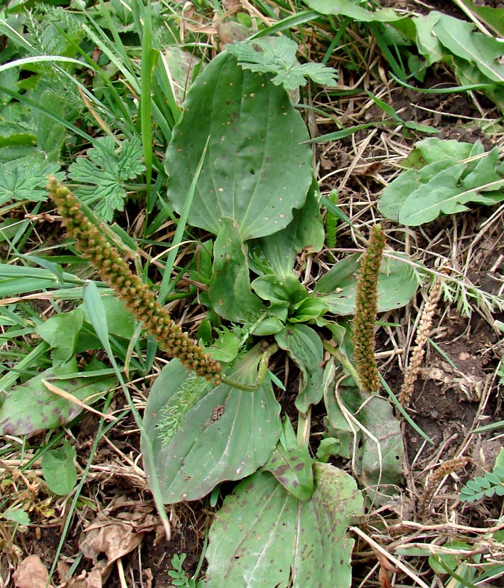 Изображение особи Plantago major.