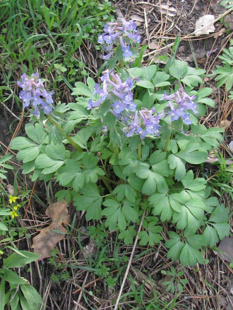 Изображение особи Corydalis solida.