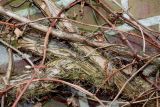 Hydrangea petiolaris. Нижние части ветвей старого растения. Германия, г. Кемпен, в частном саду. 08.03.2013.