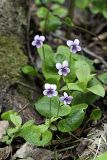 Viola palustris